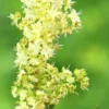 Natürliche Haarpflege mit Khadi Henna Amla Jatropha